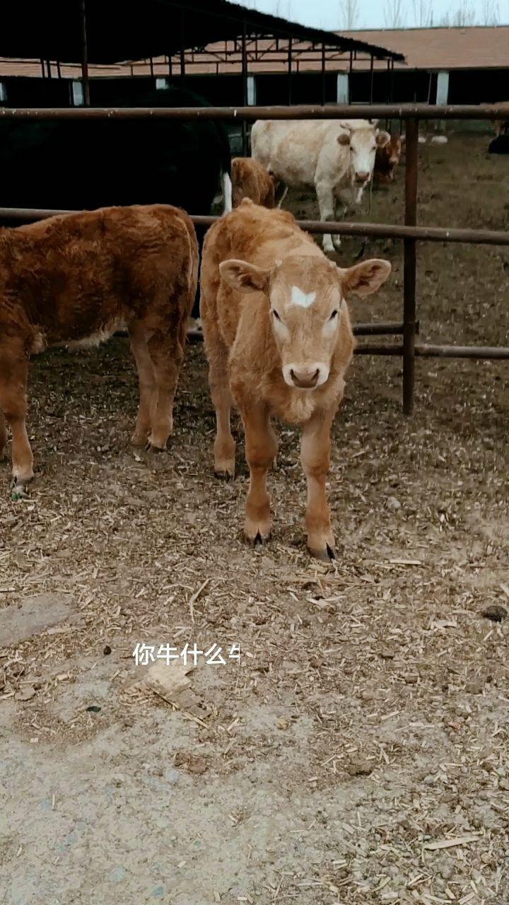 初生牛犊不怕虎最佳生肖,专业解答实行问题_轻量版80.105